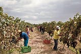 Derogación de la Ley de Promoción Agraria en un contexto de alta informalidad