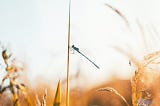 A Dragonfly’s Daydream-A Short Story