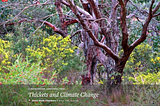 Thickets and Climate Change.