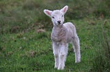 Three Little Lambs And A Life Experience