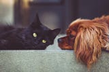 4 Dangerous Foods for Dogs and Cats