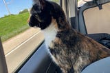 Have Cat, Will Travel