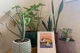 Four plants sit on a side table, with a small calender in front of them.