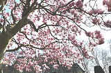 Blooming tree in spring