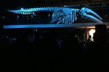 La ida y vuelta del elefante blanco