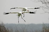 Pair of whooping cranes, wings outstretched, about to land