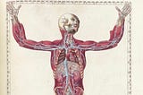 16th century anatomical drawing of a human, by Bartolomeo Eustachi.