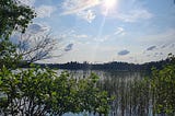 View from the side of a lake with trees and reeds by the lakeshore