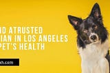 How To Find A Trusted Veterinarian In Los Angeles For Your Pet’s Health