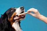 Dog-Food- Helping Your Dog Eat Better: Tips and Tricks for Optimal Nutrition — Petropolis