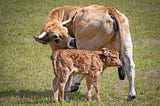 The Art of breeding Cattle