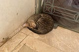 The Cats Of The Streets of Mecca