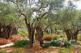 The Olive Trees in Gethsemane