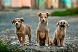 Animal Adoption-How Data Science Can be Used to Help Animals in Shelter?