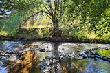 Sun shining through a willow tree’s leaves and onto a creek.
