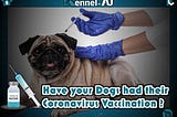 Have your Dogs had their Coronavirus Vaccination ?