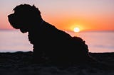 Silhouette of fluffy dog against sun setting over the ocean.