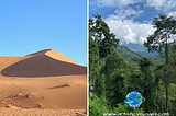 Green Means Life — Transitioning From the Desert To the Jungle