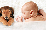 A 15-Step Guide To Preparing A Dog For A Newborn