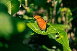 Panamá Y sus Mariposas…