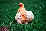 Under His Feathers