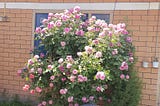 Top 10 Popular Rose Varieties You Should Know