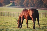 reconnaitre un cheval en bonne santé !