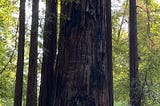10 Things About… the Redwoods