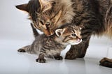 Cats Parenting dan Hal-Hal yang Wajib Kamu Ketahui Sebelum Melakukan Rescue Anak Kucing