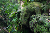 An overgrown statue of a Komodo dragon in the Sacred Monkey Forest, Ubud, Bali, Indonesia