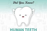 Human teeth are almost as hard as rock.