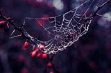 Spiderweb speckled with raindrops with a hazy background of red cherries and blue tinges