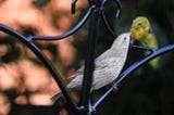 A fledged Brown-headed Cowbird solicits food from a caring Pine Warbler adult