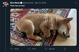 Elon Musk tweets “Floki has arrived”