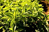 Stevia: A Hope to Help People with Diabetes