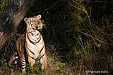 Chance encounter with a tiger