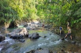 How the Restore a Jungle (or, an Ode to VerdEnergia)