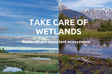 Wetlands are game changing.