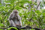 What A Balinese Monkey Can Teach You About Negotiation