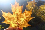 Falling for Deciduous Trees