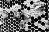 A close up image of honeybees working on comb