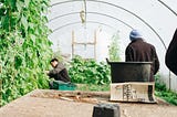 Man Wearing Black Jacket Inside the Greenhouse