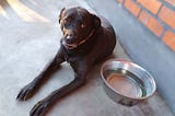 17 Popular Dog Training Methods That Could Be Harming Your Pet
