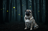 The Night I Learned to Blink Back: Lessons from a Billion Fireflies