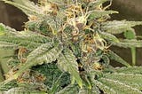 3 Kings Feminized Cannabis Seeds | 3 Kings Strain