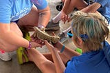 A Tribute to the Nature Hut Animals of Summer 2024