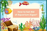How to get rid of algae in fish tank?