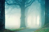 Path between mist shrouded trees, nature, woods