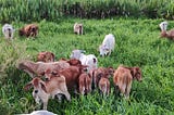 Detecting Concurrency Bugs with Kotlin/Java Unit Testing with the Cattle-Herding Pattern