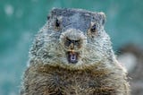 I’m Punxsutawney Phil, And I’ve Been Shadow Banned
